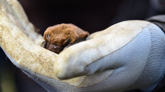 A small bat in a gloved hand.